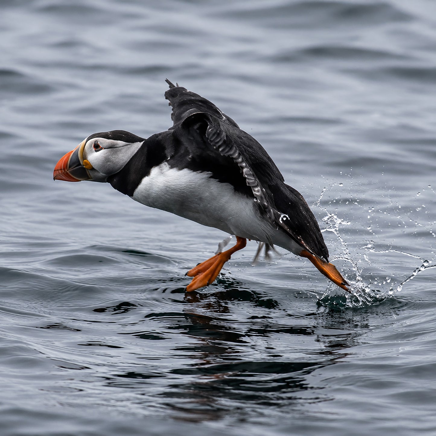 Puffin, Farne Islands