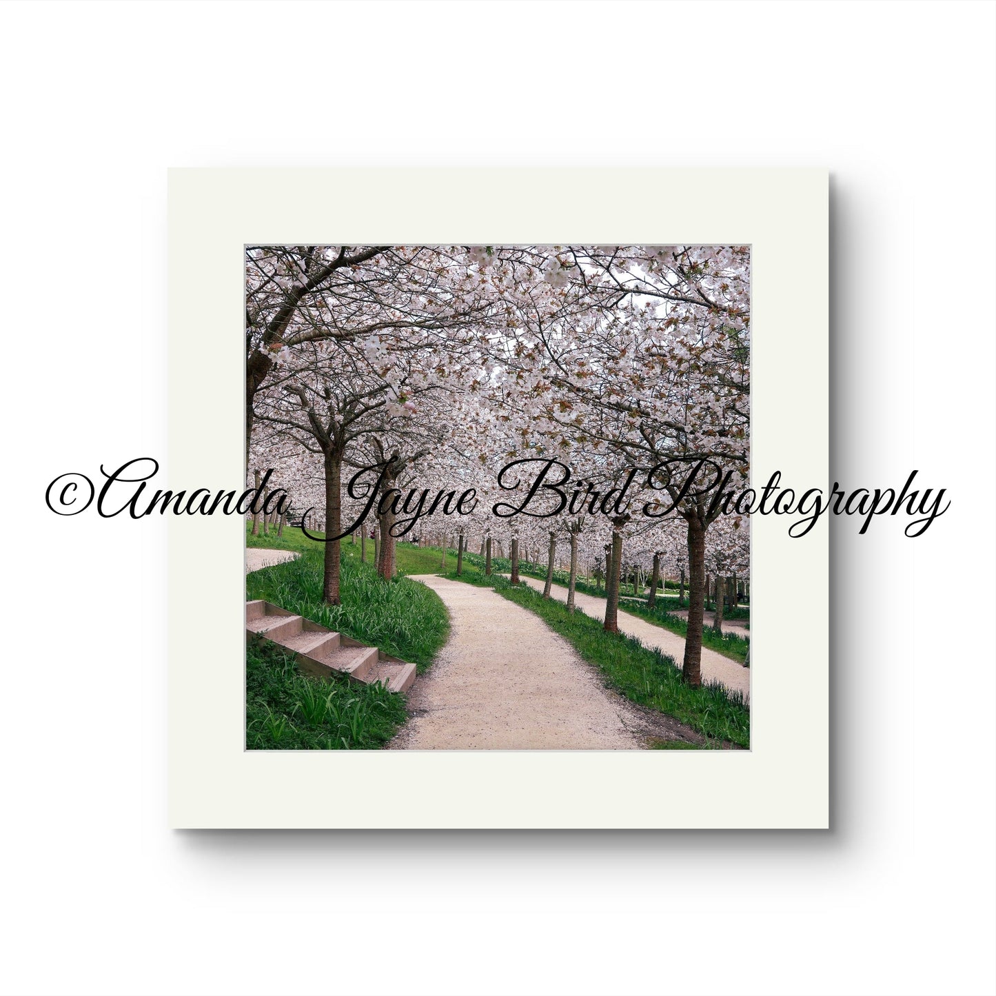 Cherry Blossom, Alnwick Garden
