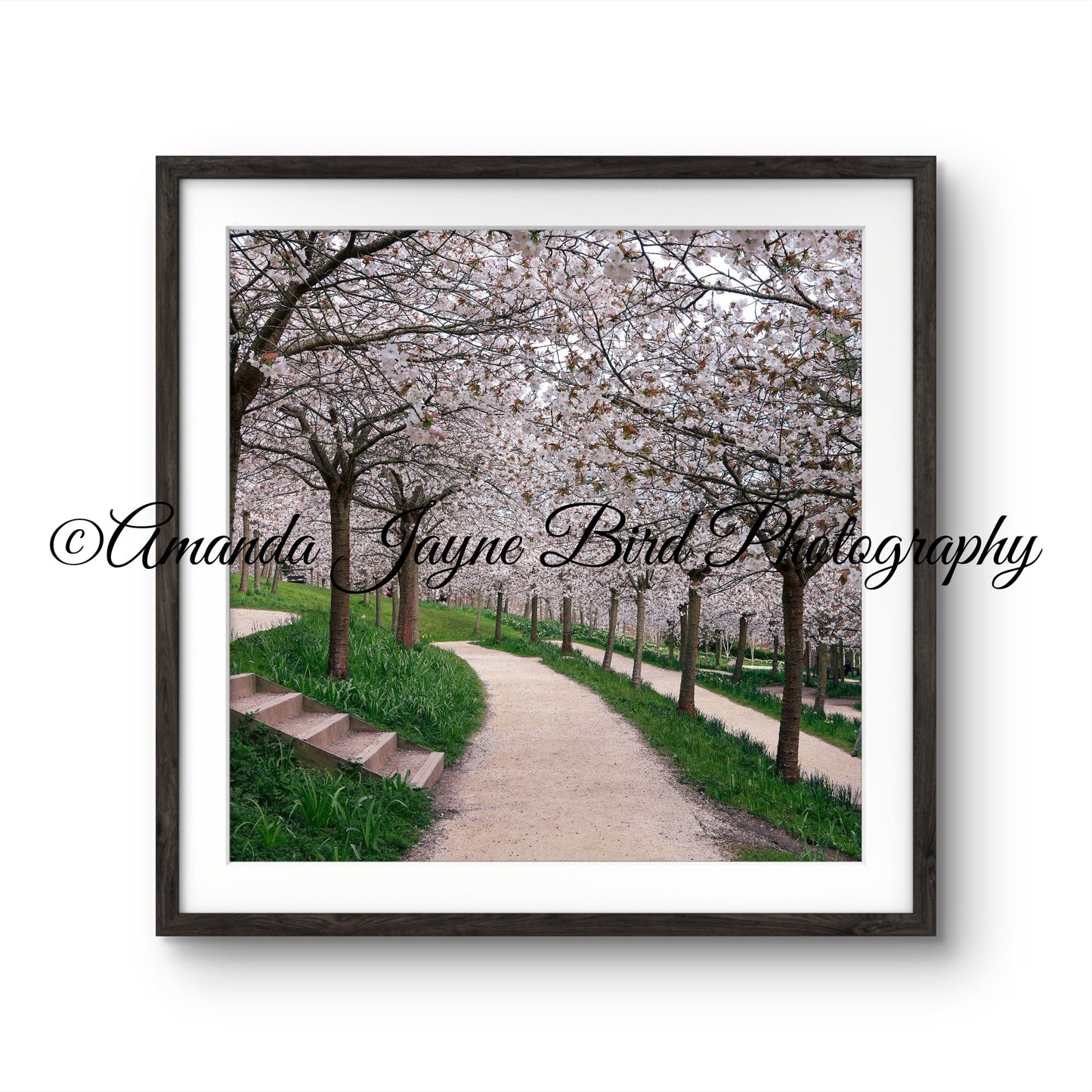 Cherry Blossom, Alnwick Garden