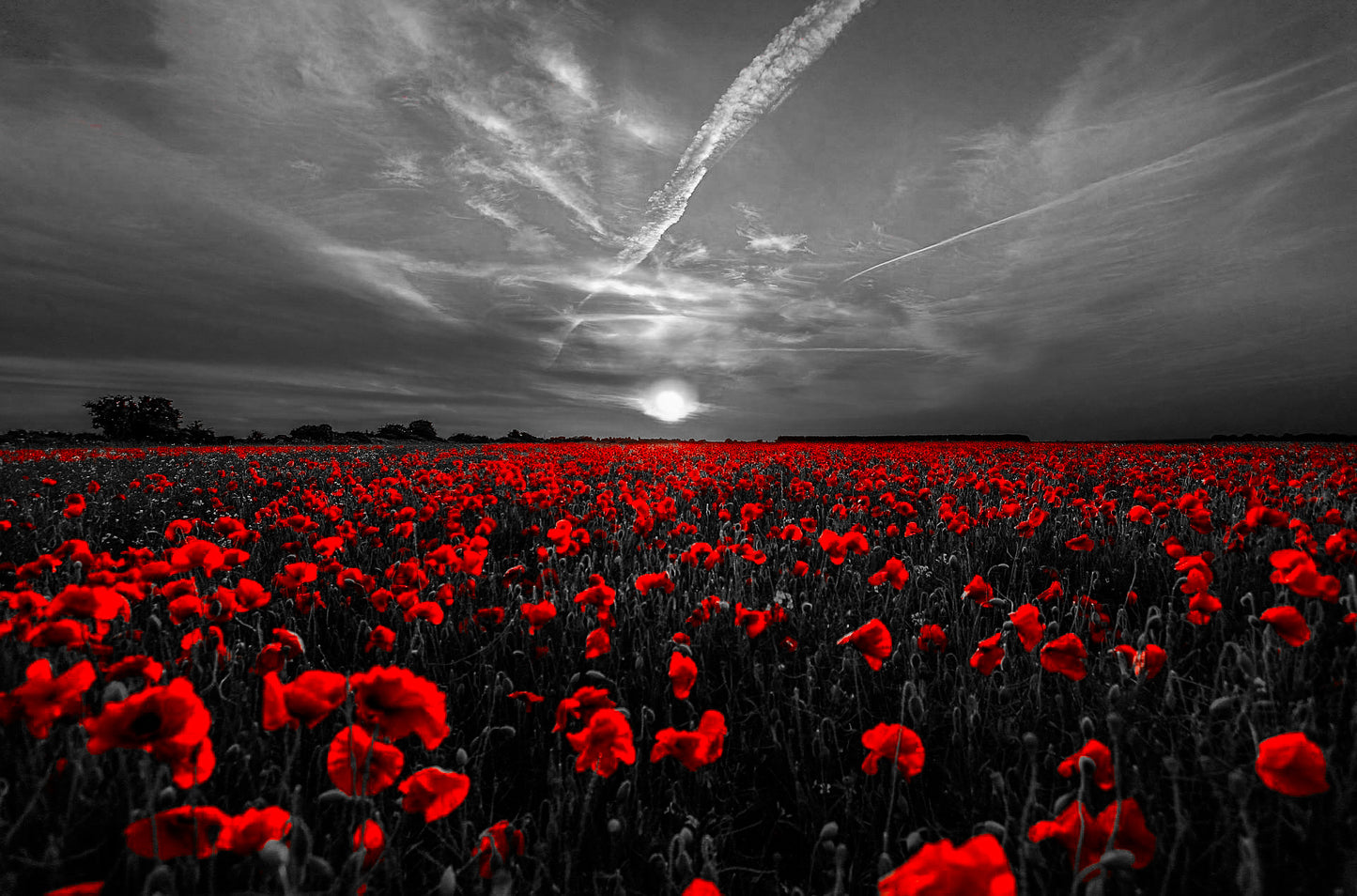 Poppy Field - Limited Edition