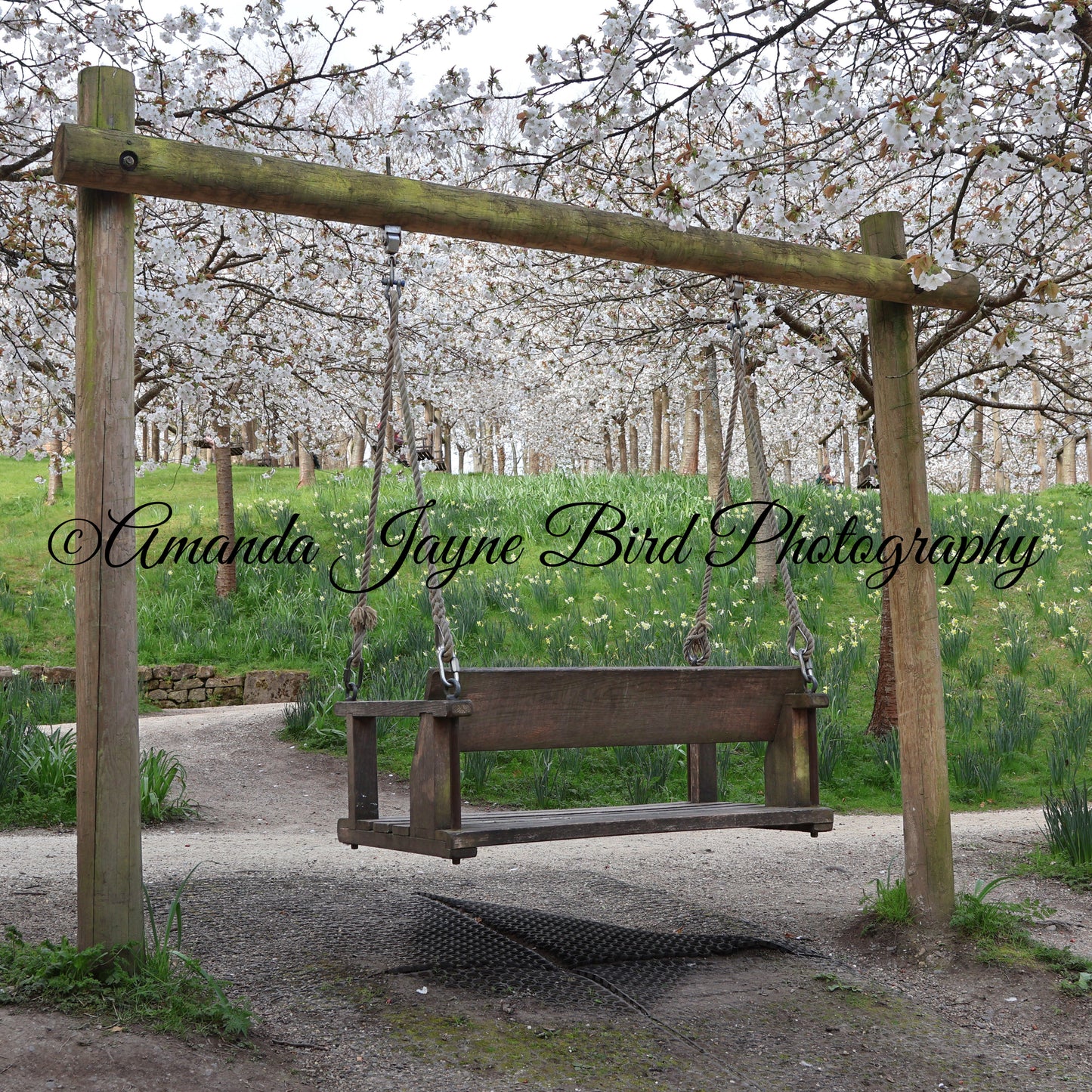 Cherry Blossom, Alnwick Garden