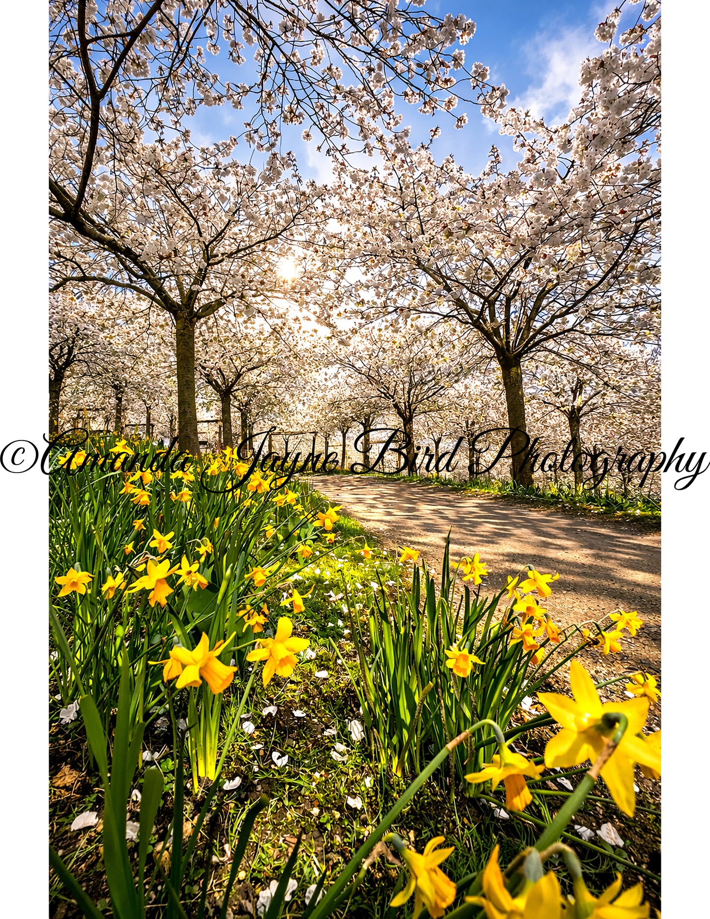 The Alnwick Garden - Cherry Blossom & Daffodils