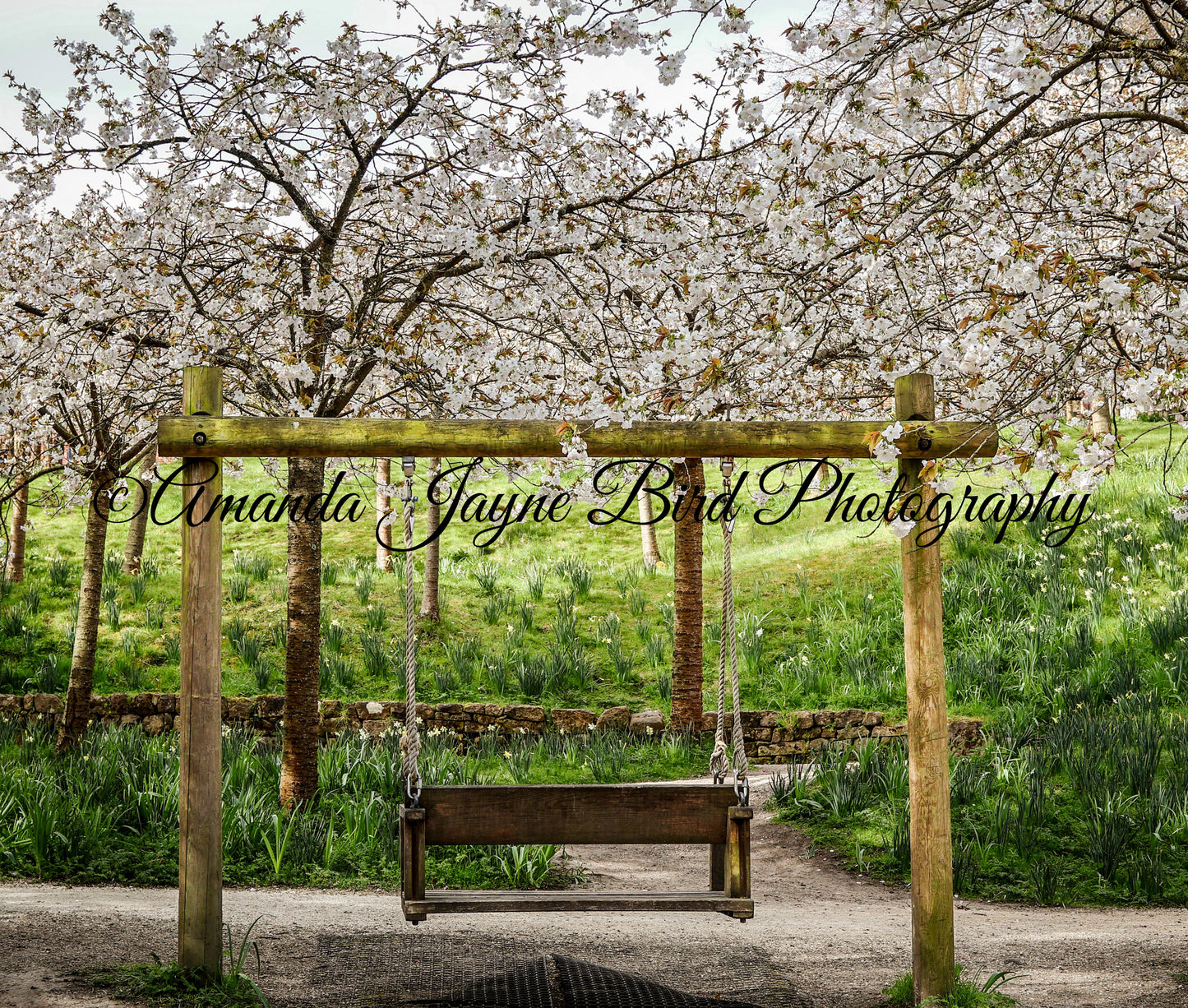 Cherry Blossom, Alnwick Garden