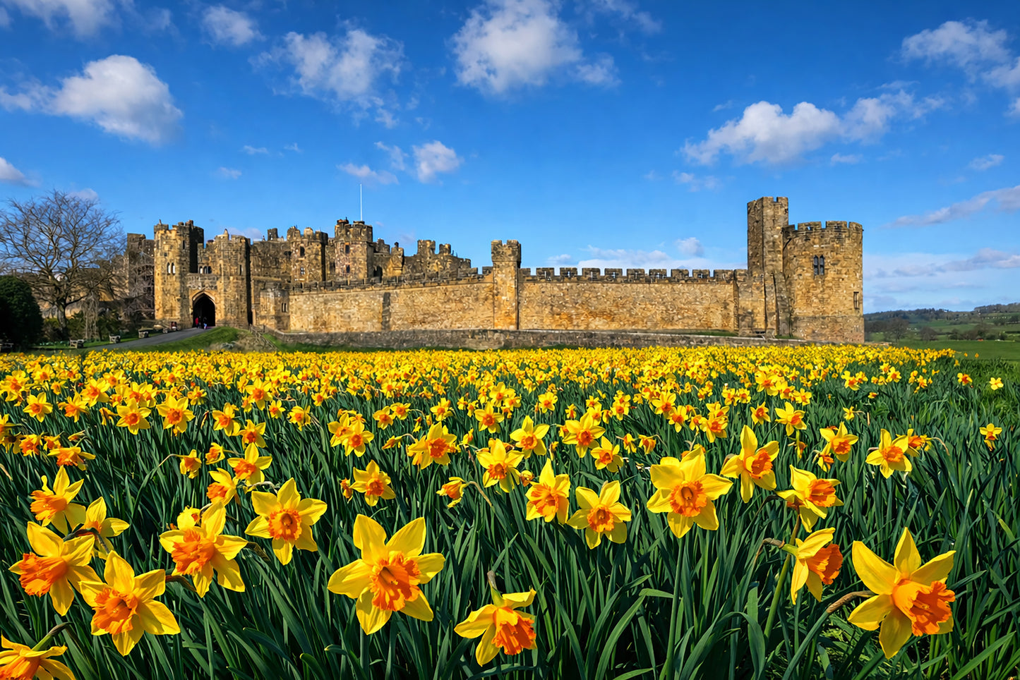 Alnwick Castle - Daffodils