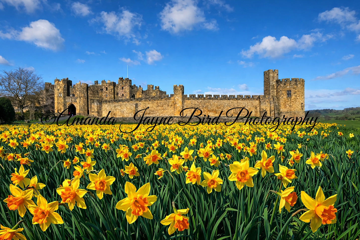Alnwick Castle - Daffodils