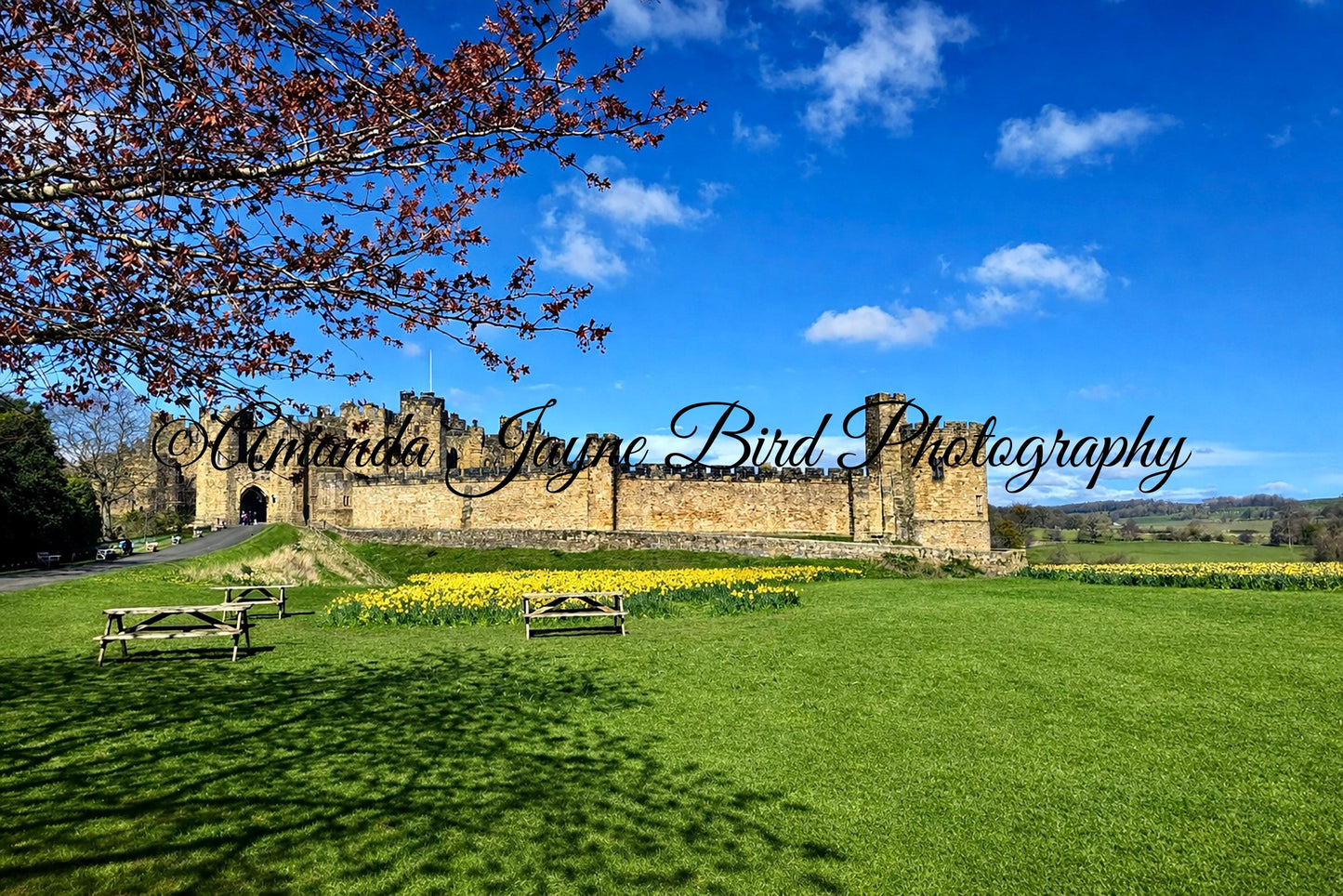Alnwick Castle - Tree Reflection