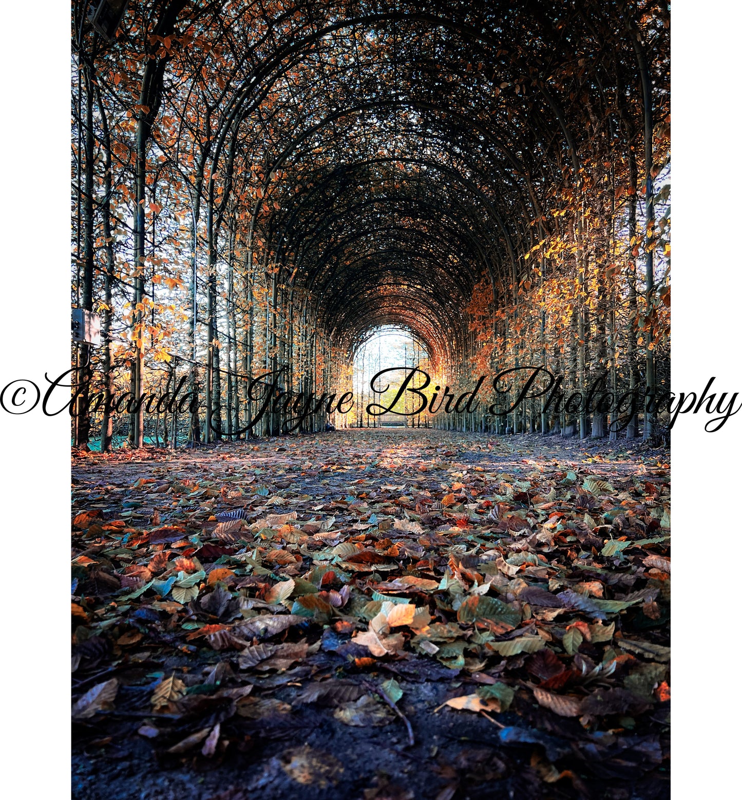 Alnwick Garden - Autumn Leaves