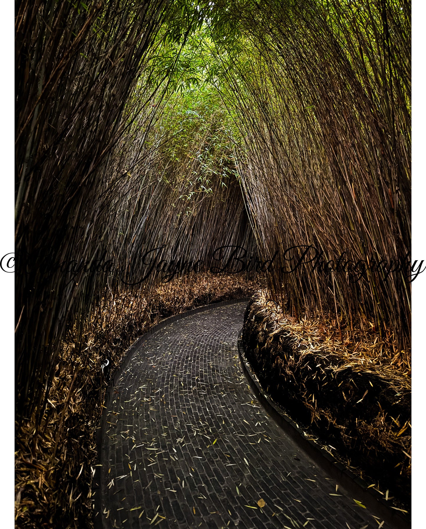 Alnwick Garden - Bamboo Tunnel