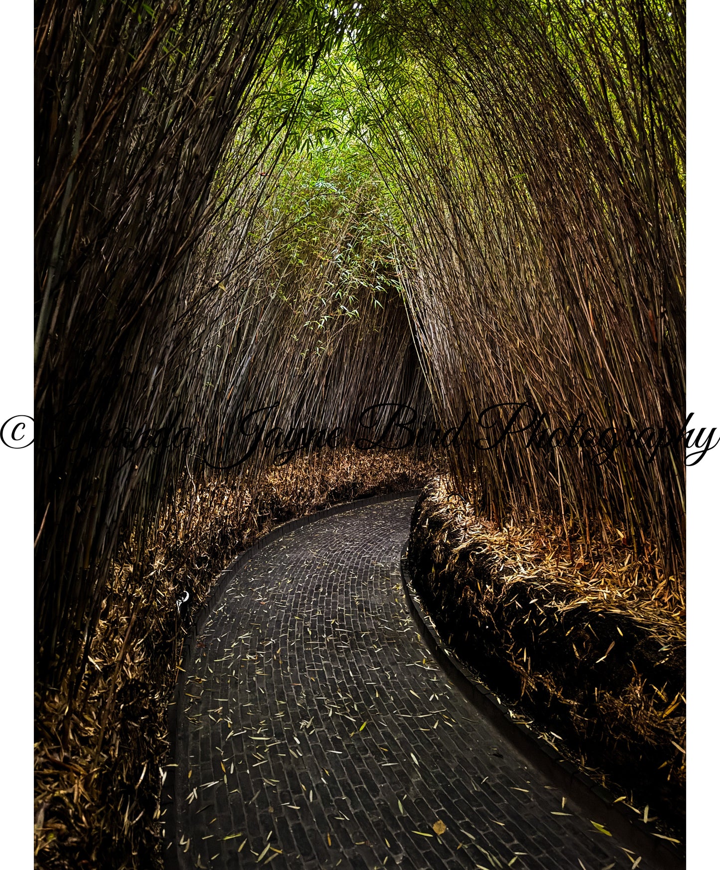 Alnwick Garden - Bamboo Tunnel
