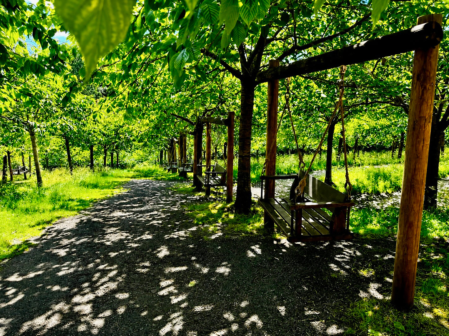 Alnwick Garden Swings