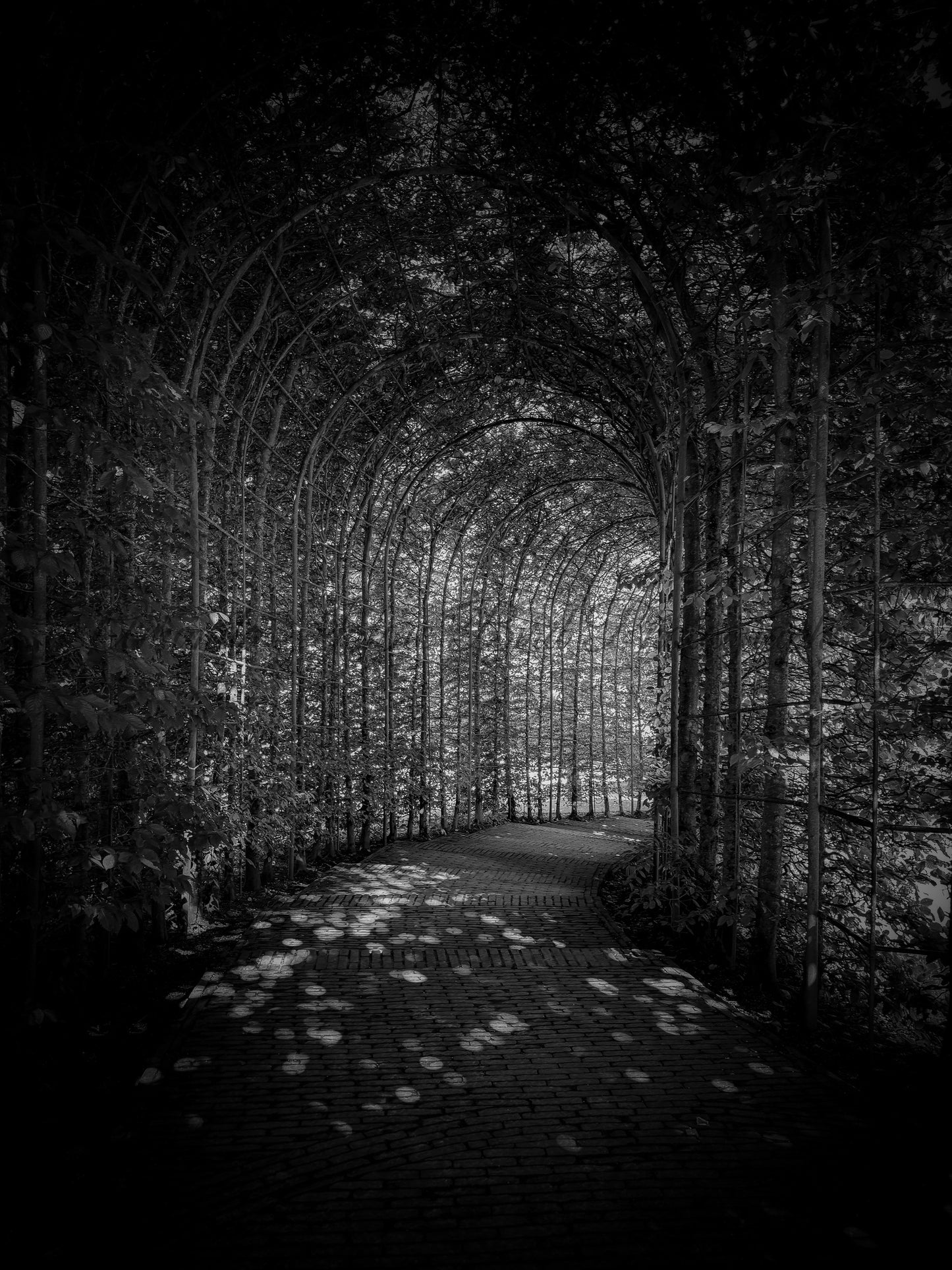 Alnwick Garden - B&W