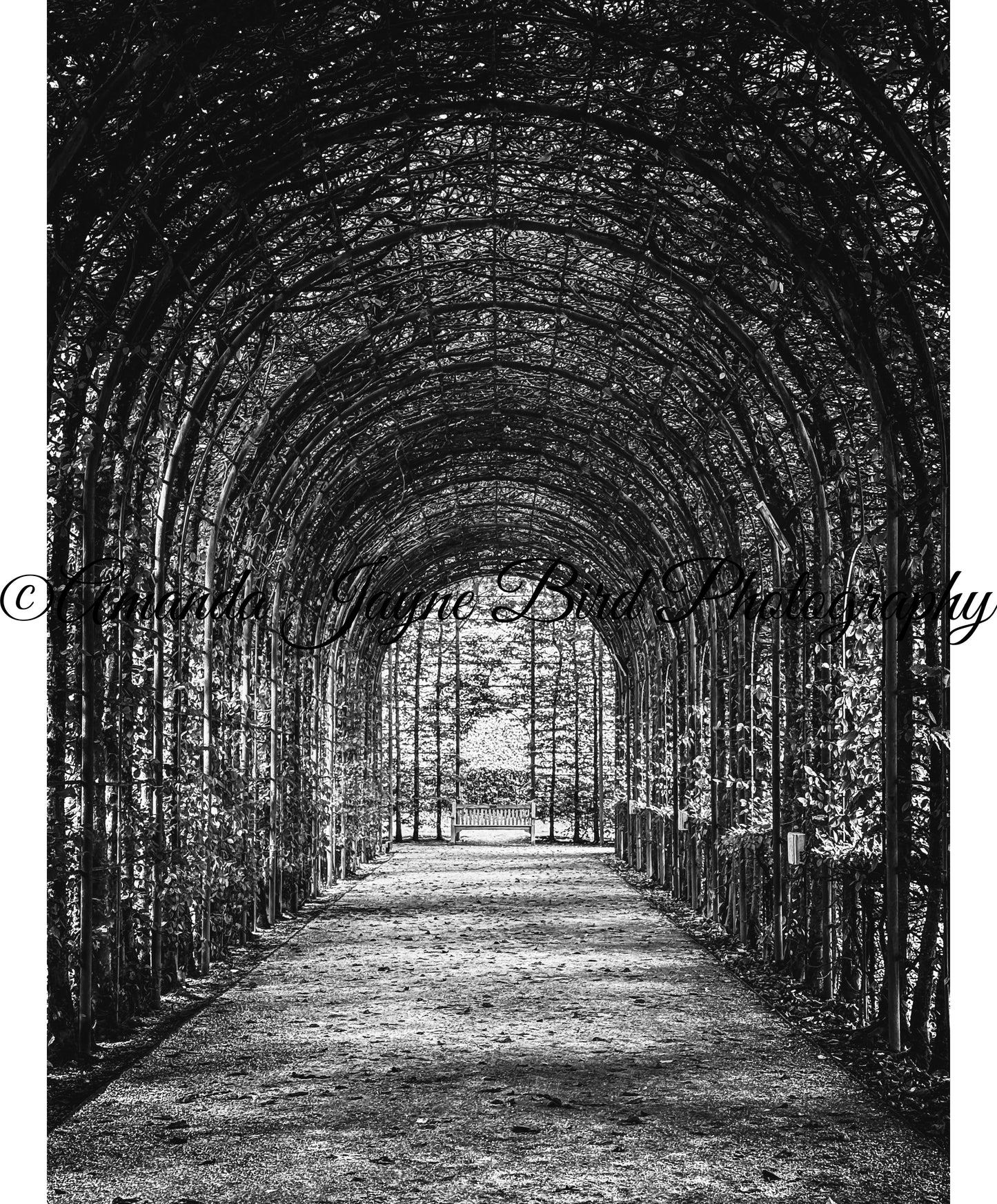 The Alnwick Garden - Tree Tunnel (B&W)