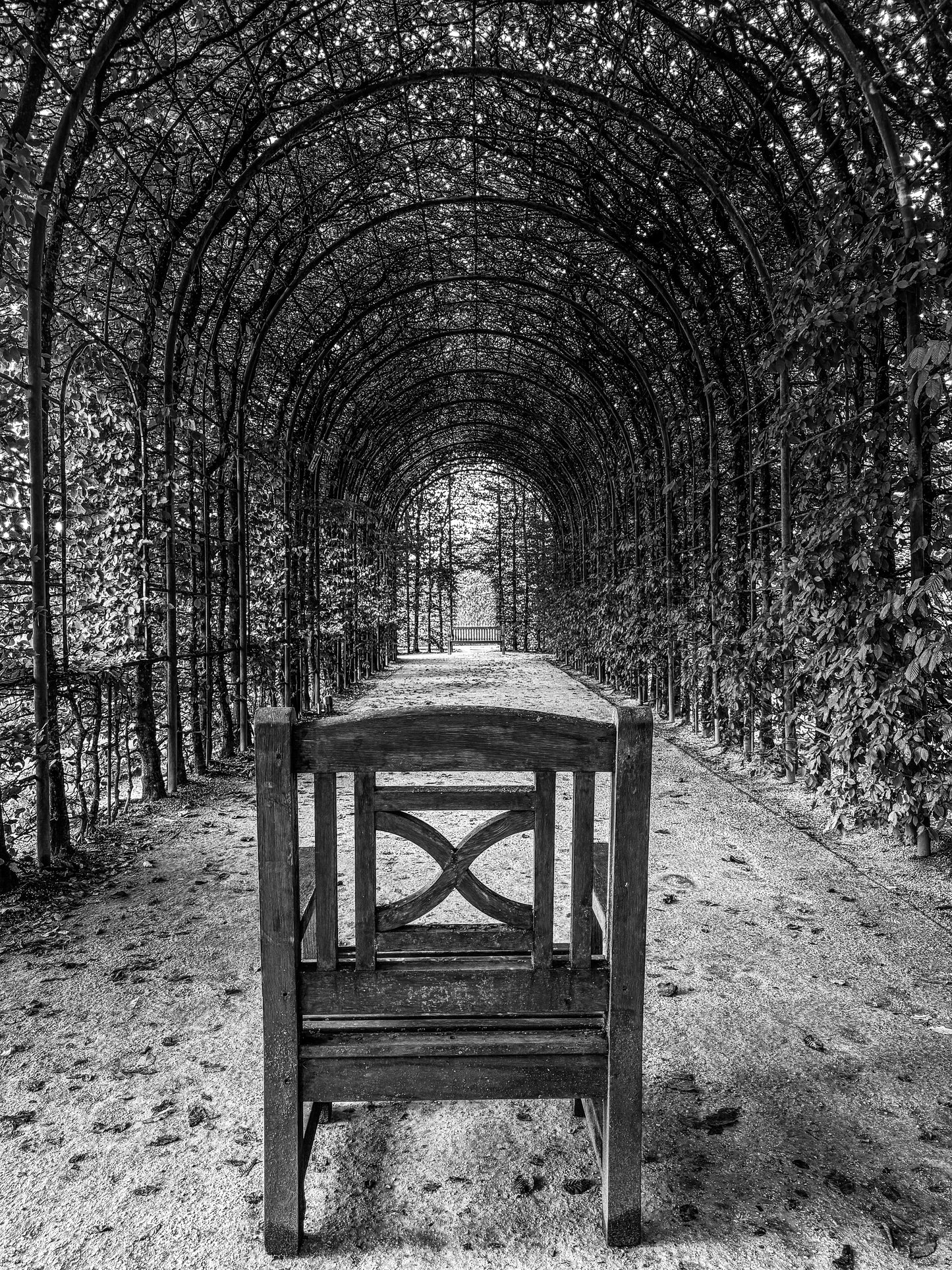 Alnwick Garden - Tree Tunnel (B&W)