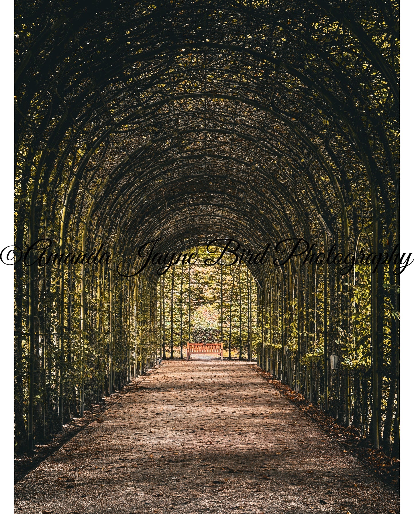 Alnwick Garden - Tree Tunnel