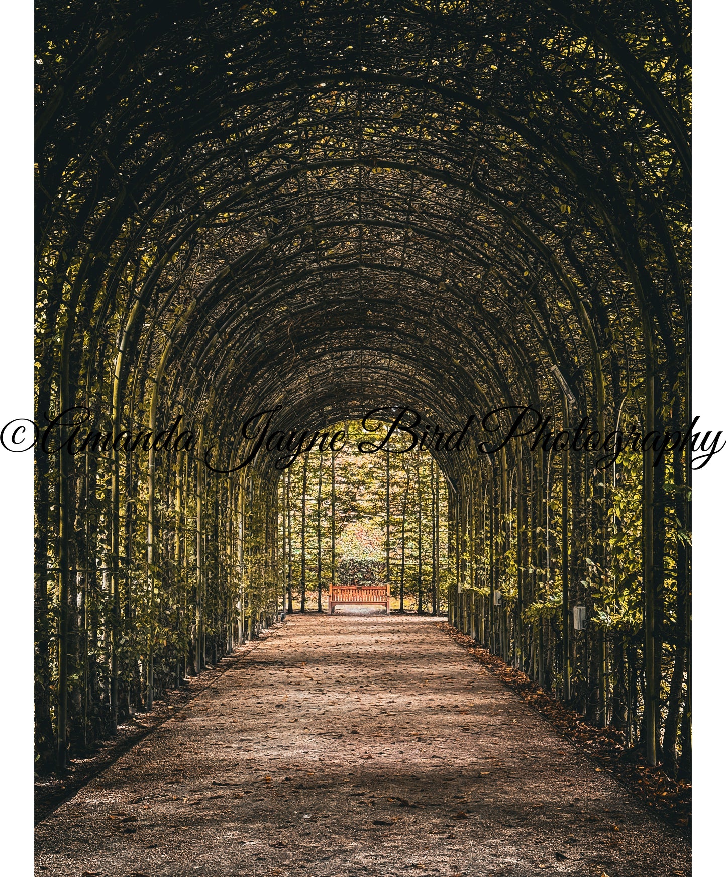 Alnwick Garden - Tree Tunnel