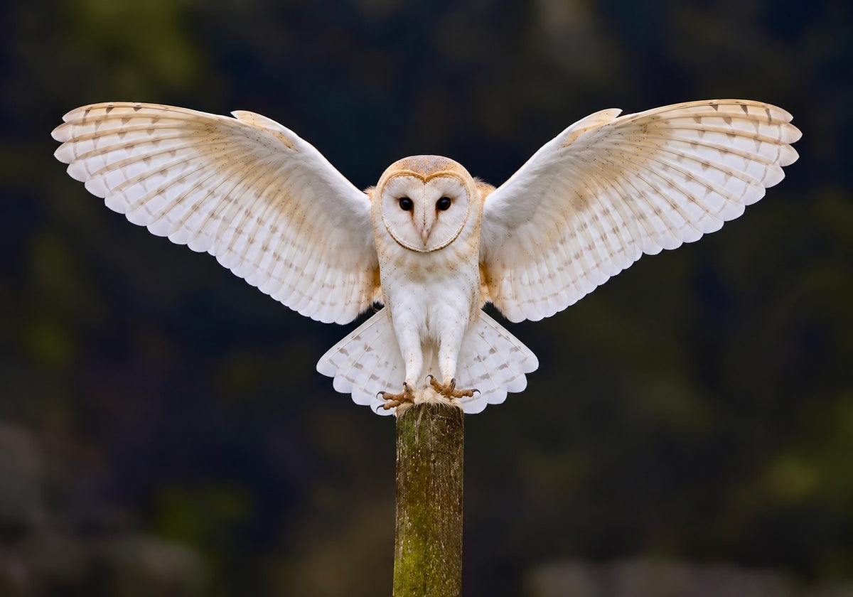 Barn Owl