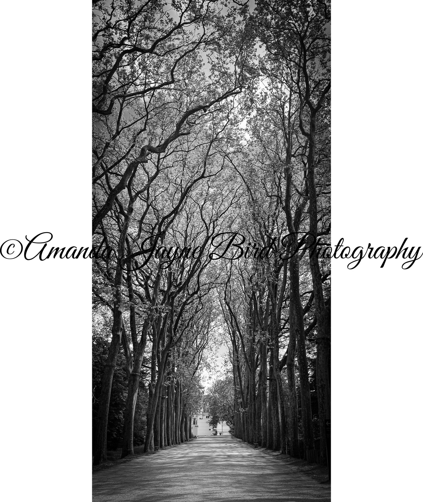 Chateau Chenonceau, Loire Valley, France (B&W)