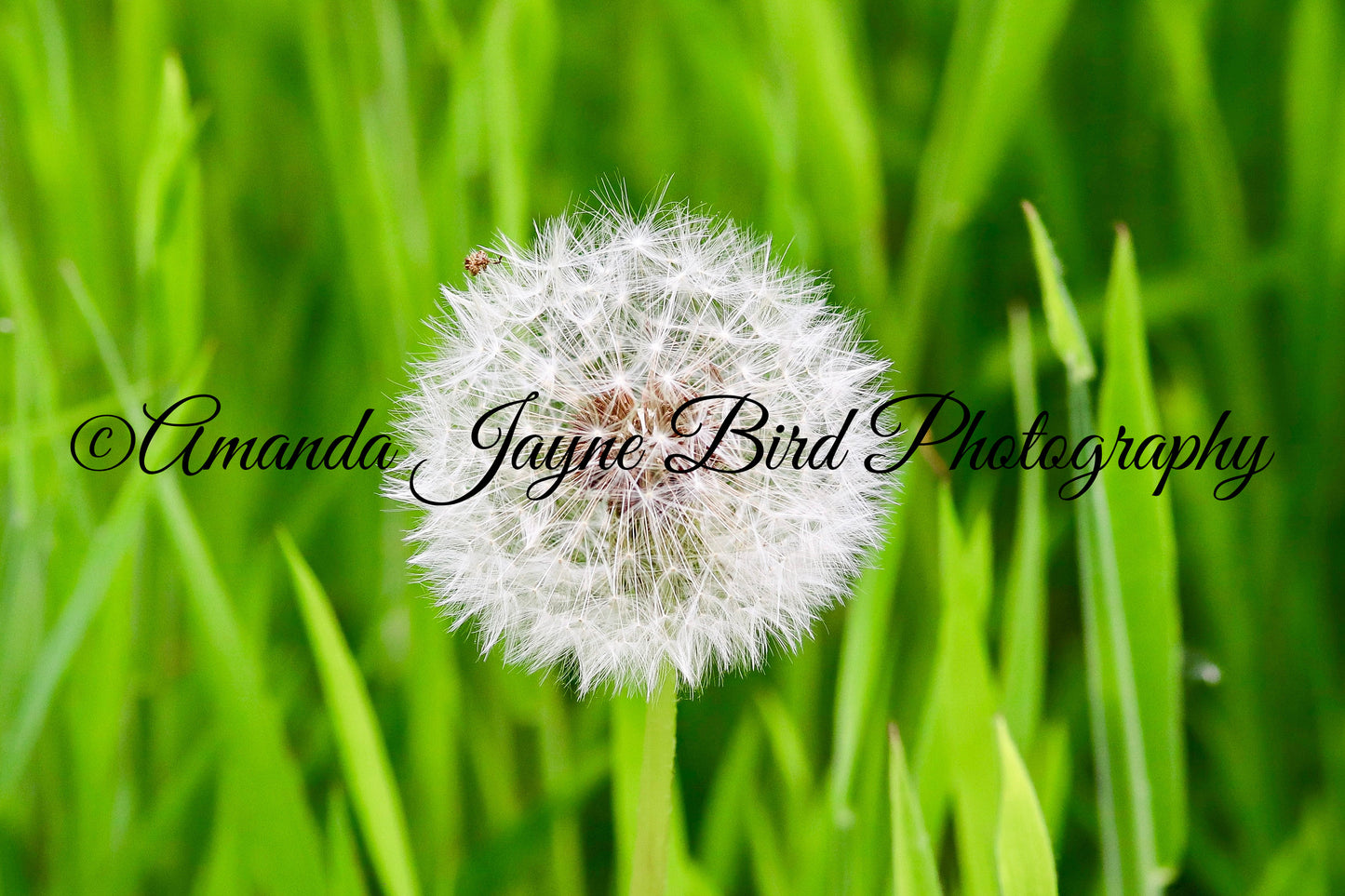 Dandelion