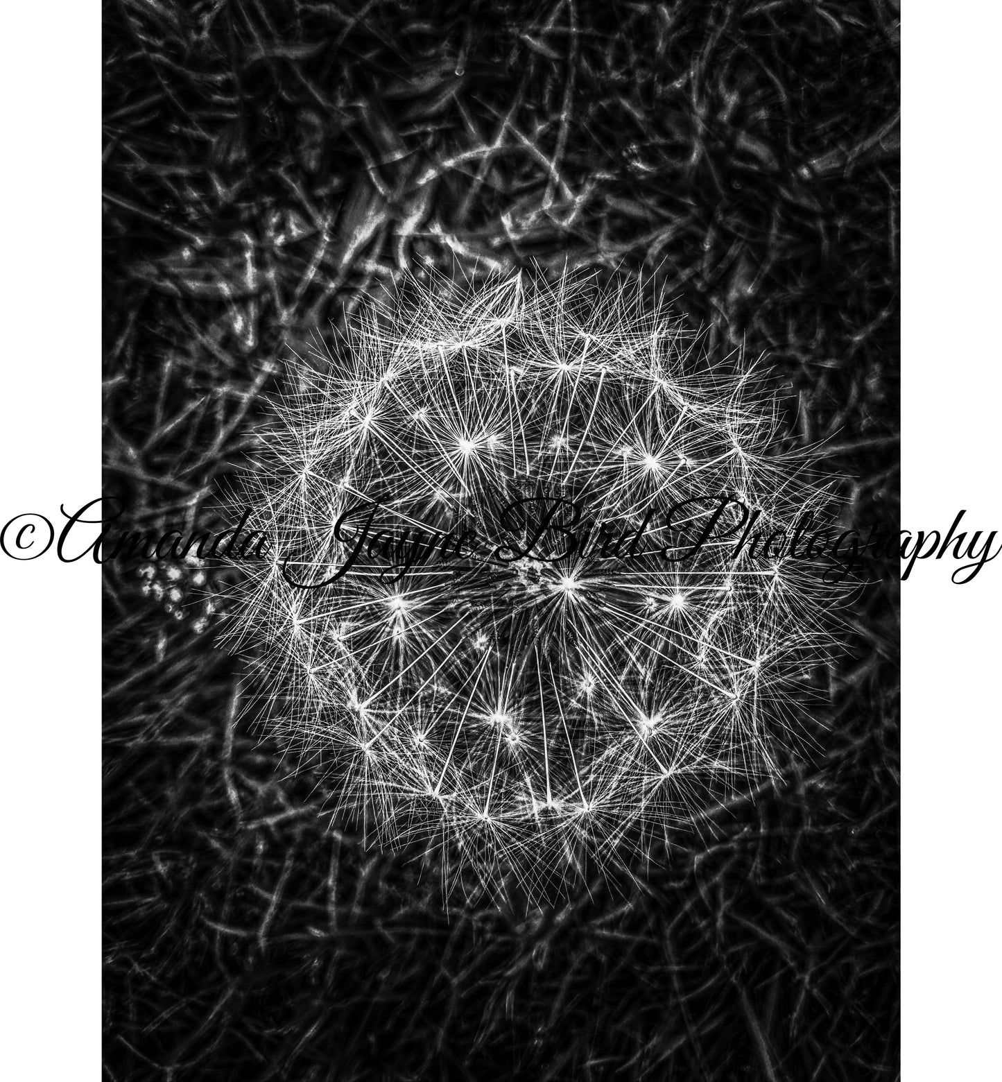 Dandelion (B&W)