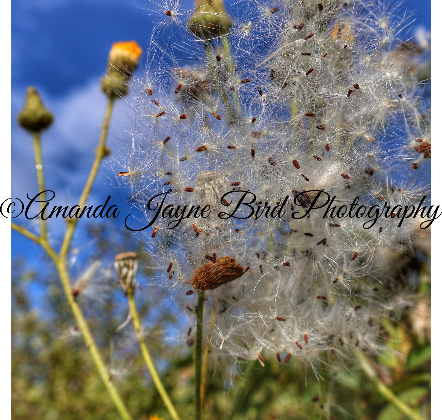Dandelion and blue skys