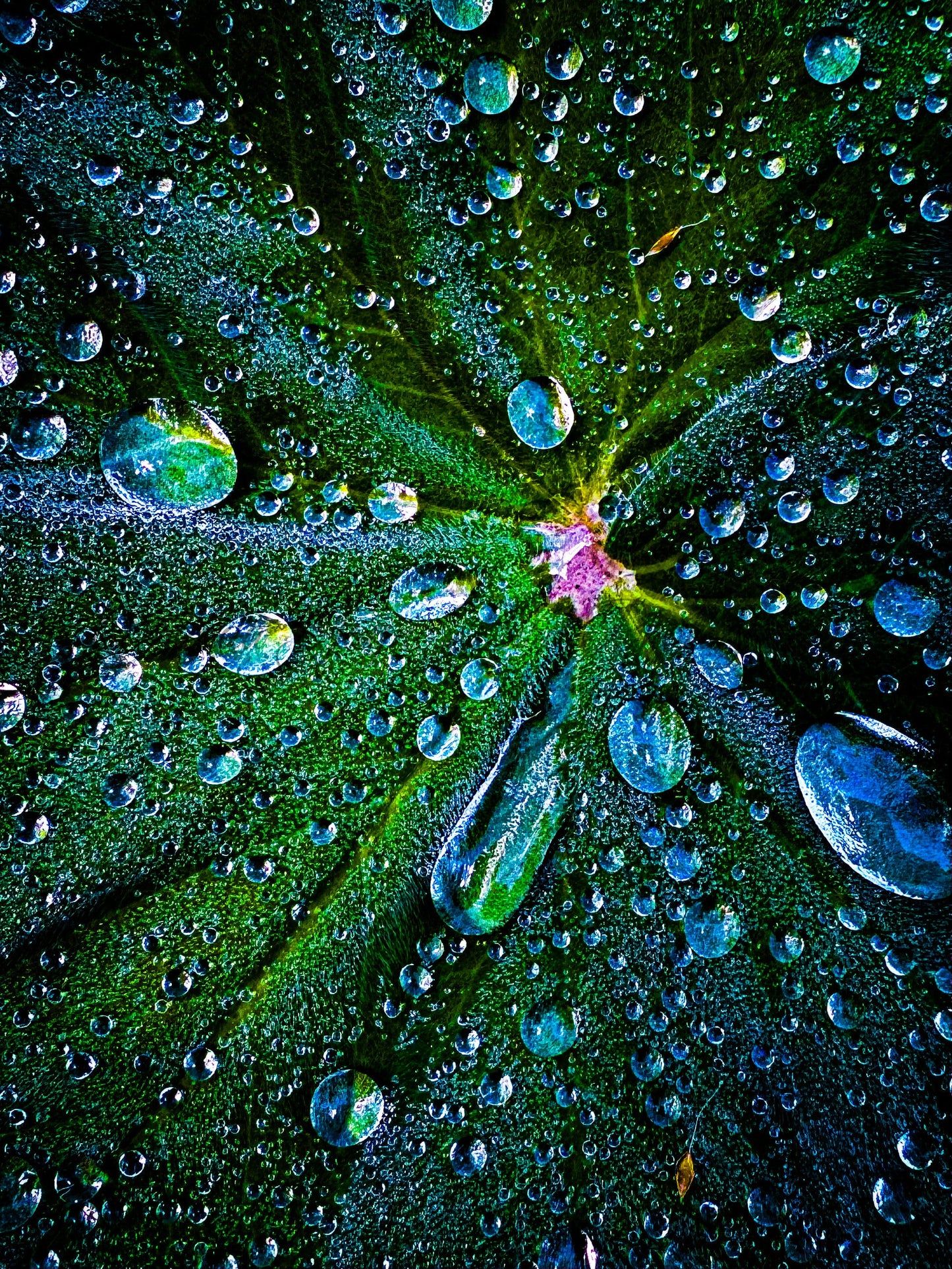Dewdrops on a leaf