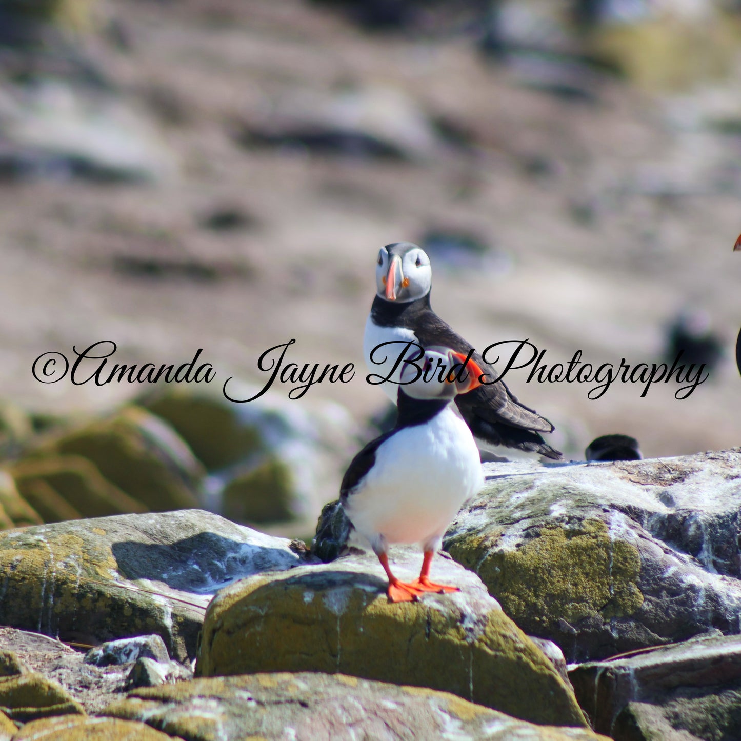Did someone say Fish? Puffins, Farne Islands, Northumberland
