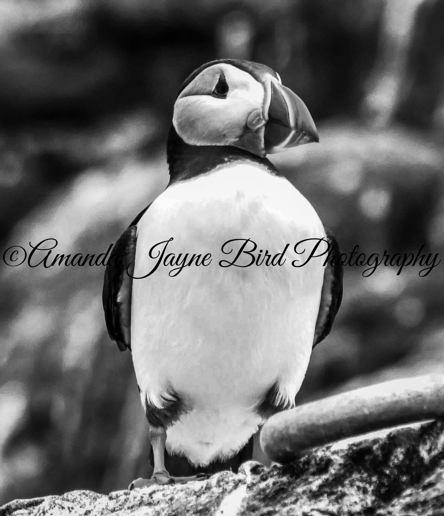 Mr Puffin, Farne Islands (B&W)