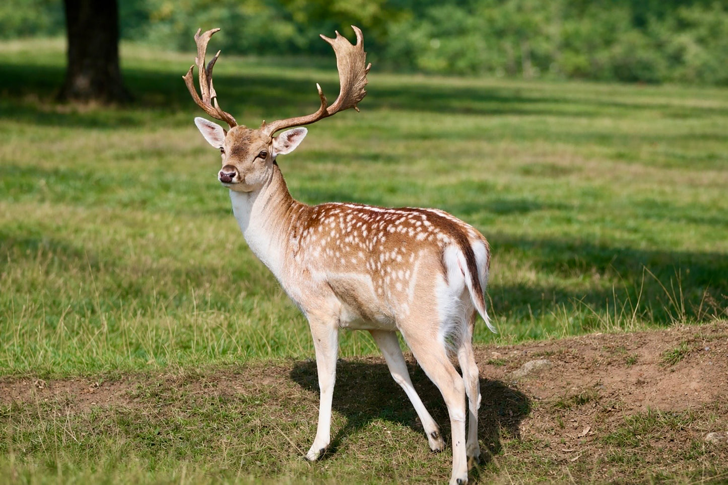 Fallow Deer