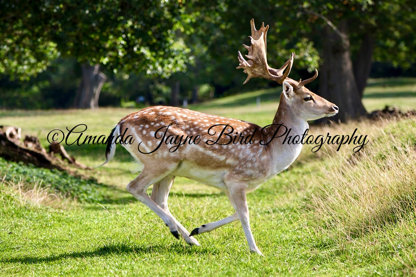 Fallow Deer