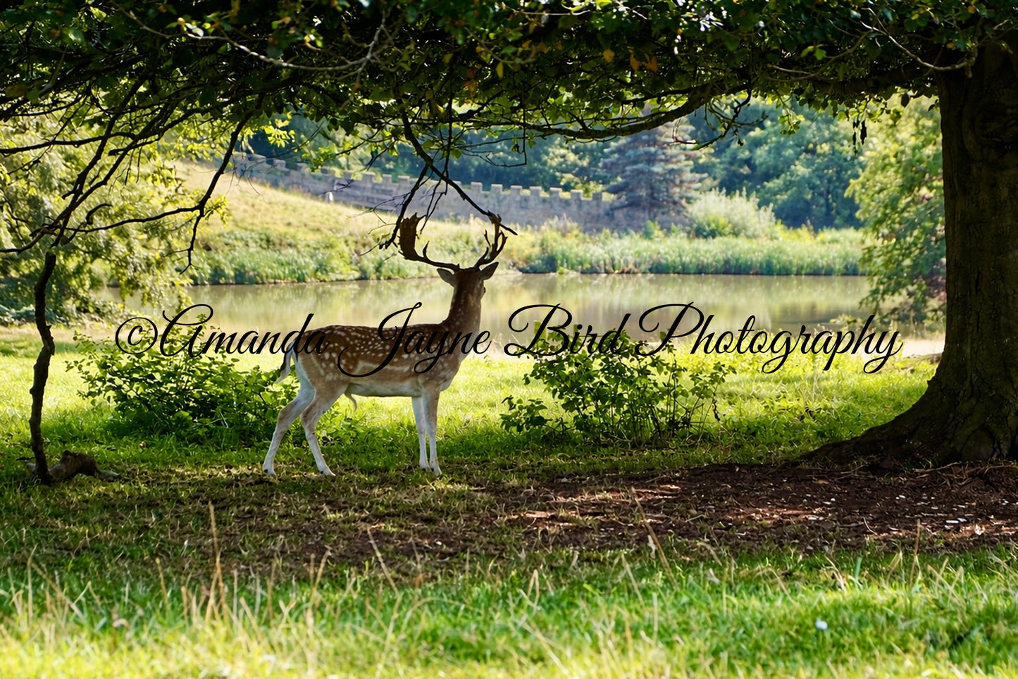Fallow Deer