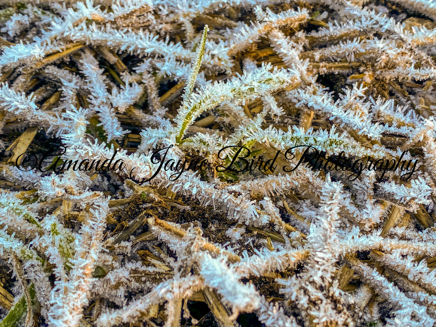 Jack Frost