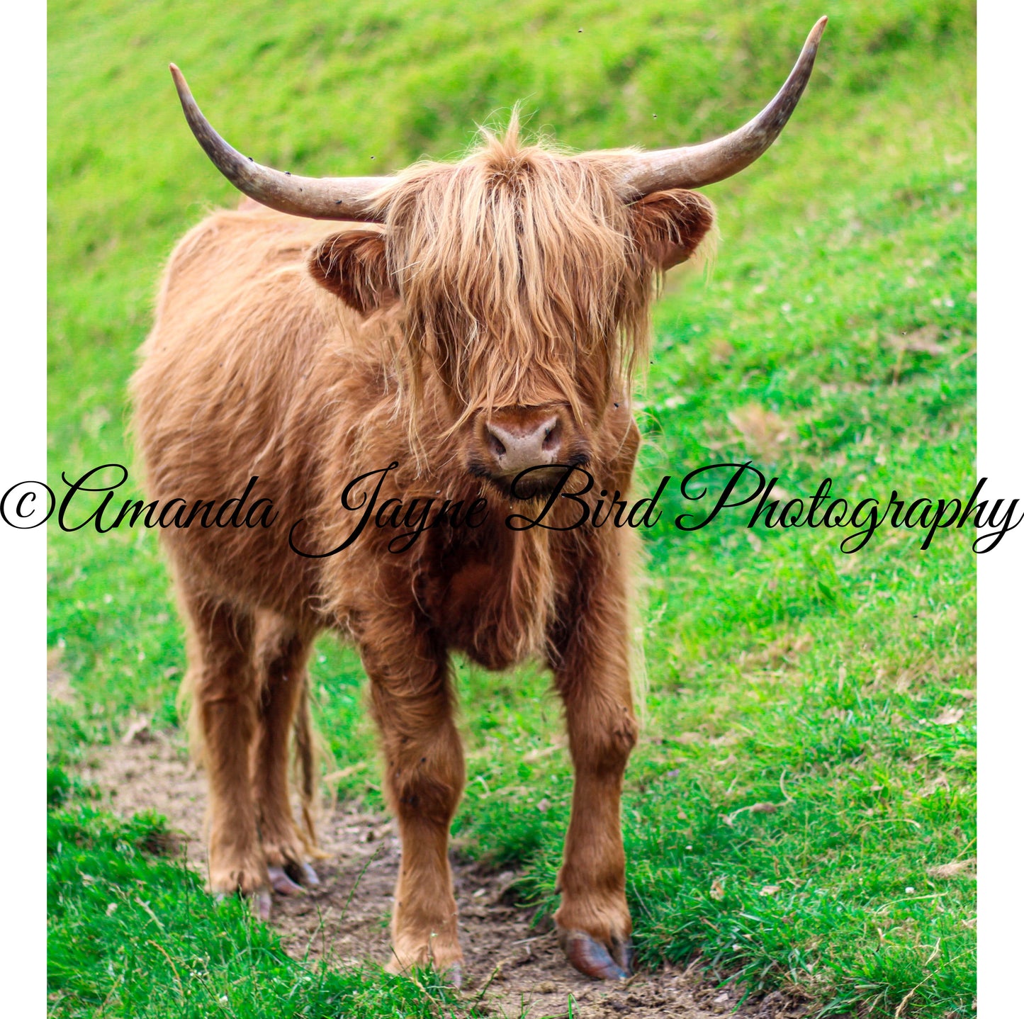 Highland Cow