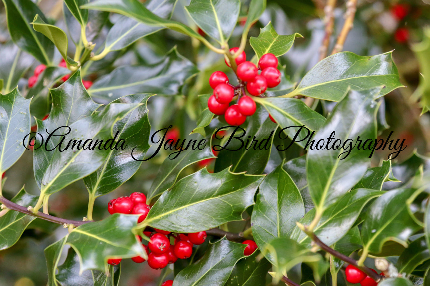 Holly Bush