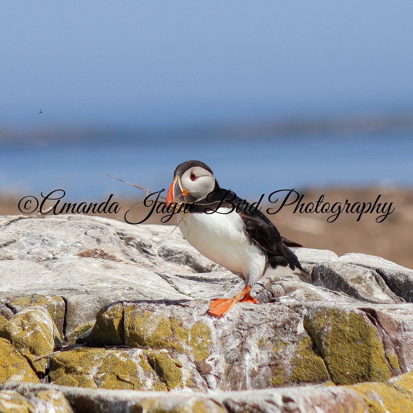 Honey, I got the Nest stuff. Puffin, Farne Islands, Northumberland
