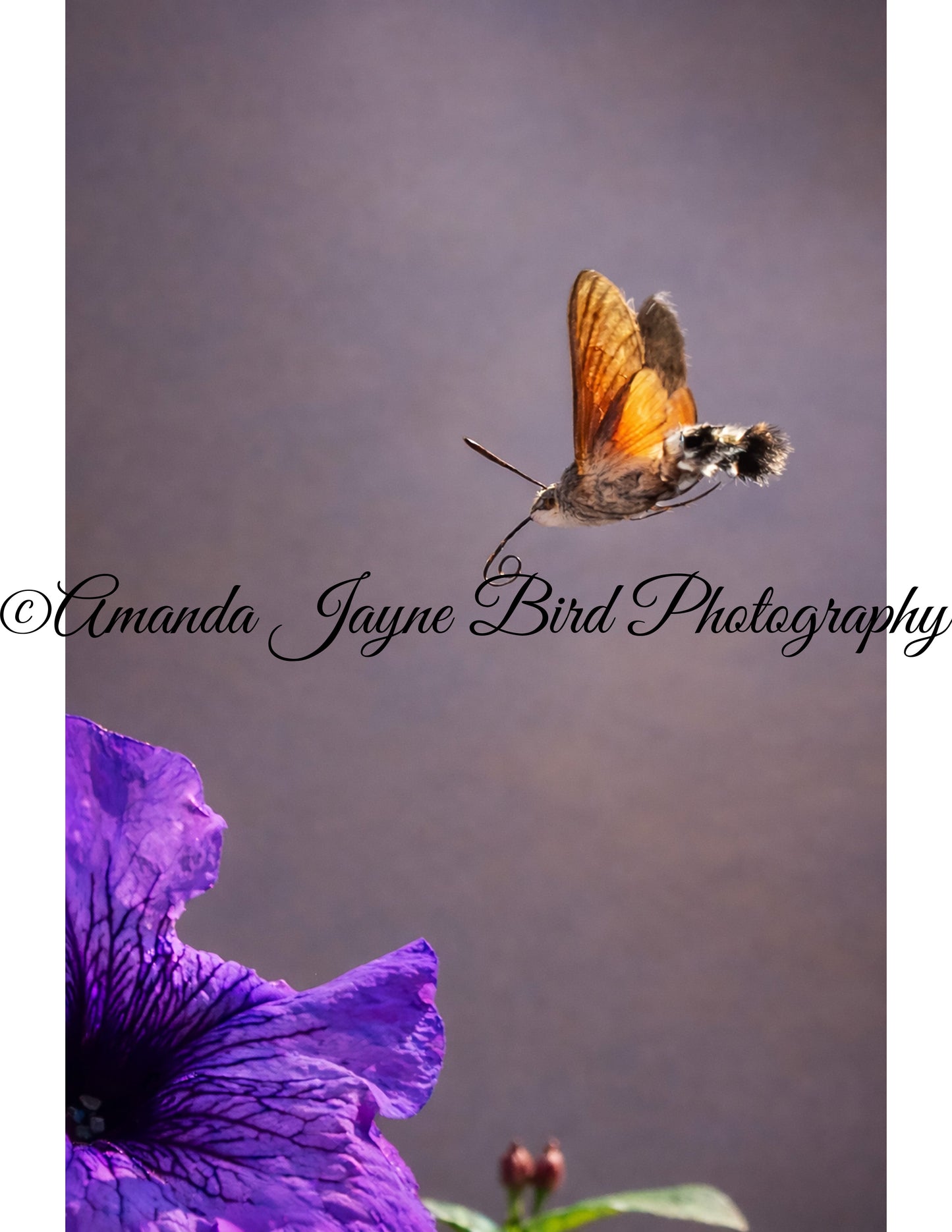Hummingbird Hawk Moth