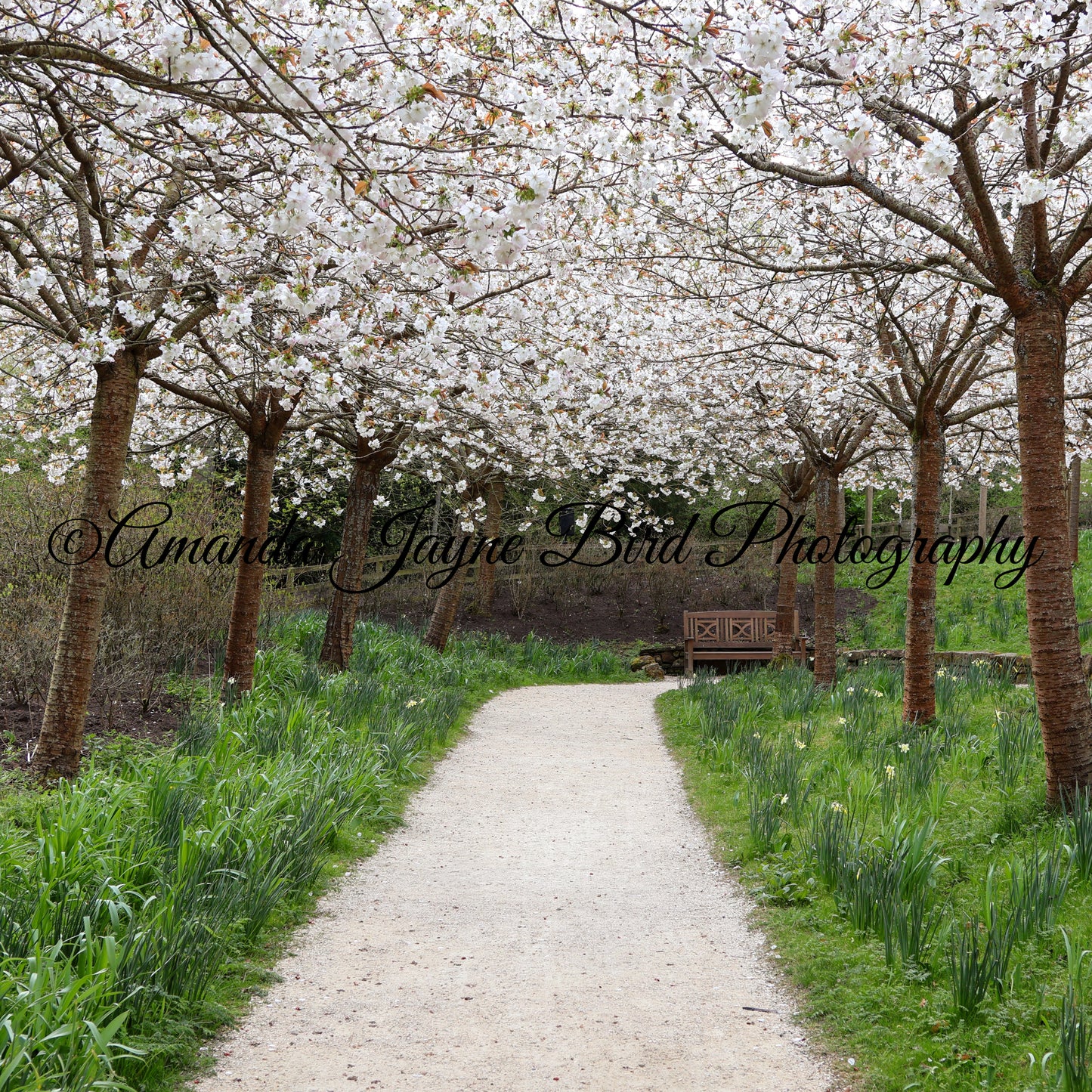 Cherry Blossom, Alnwick Garden