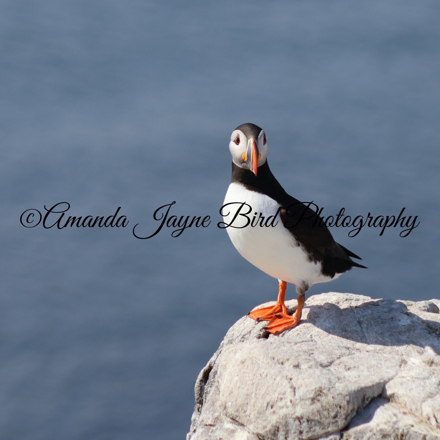What are you looking at? Puffin, Farne Islands, Northumberland