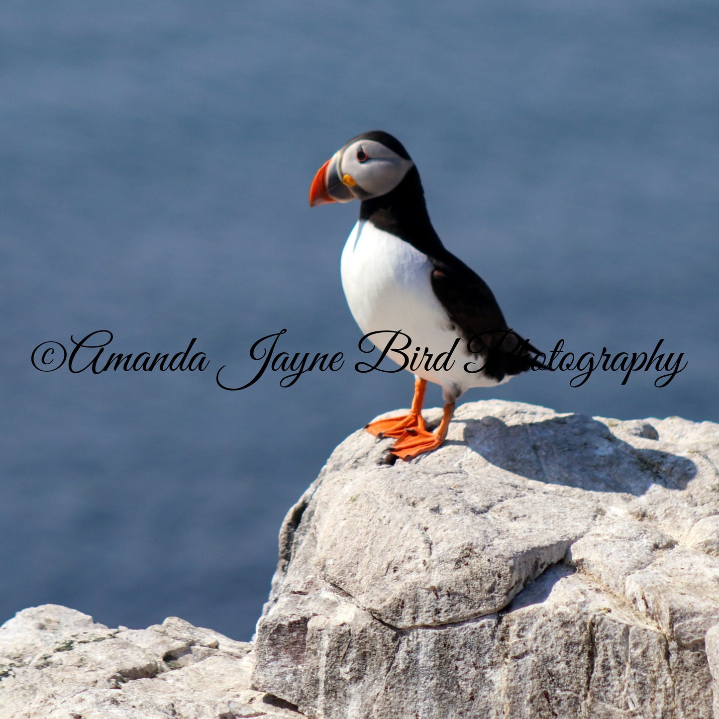 The Lookout, Puffin, Farne Islands, Northumberland