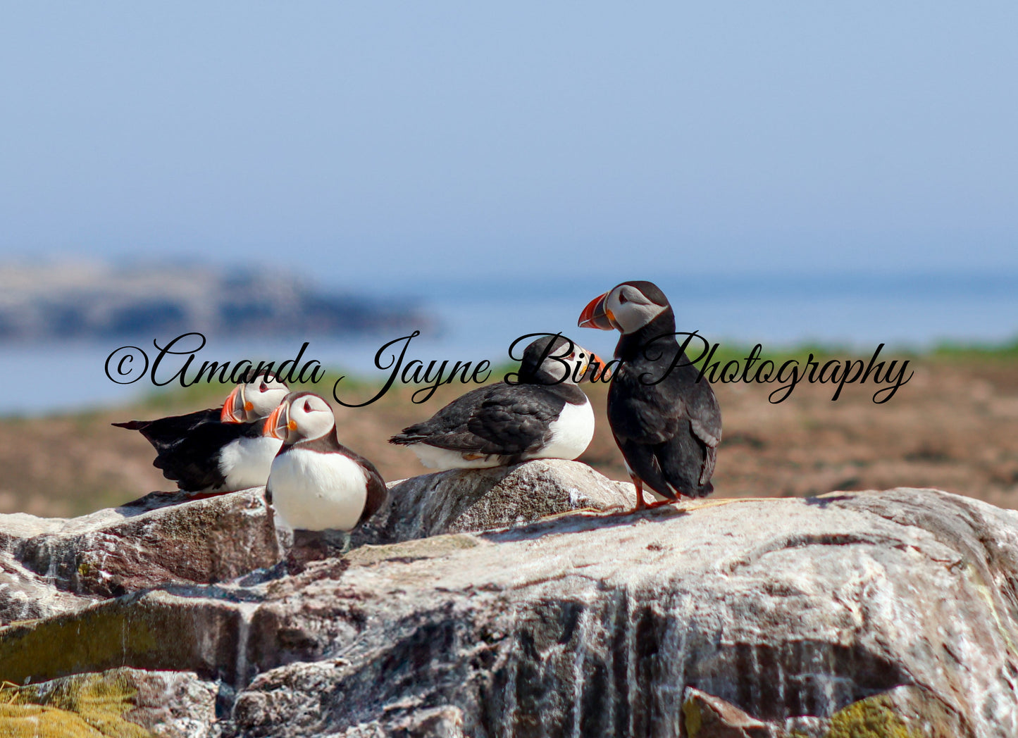 Rockin the Puffinhood, Farne Islands, Northumberland