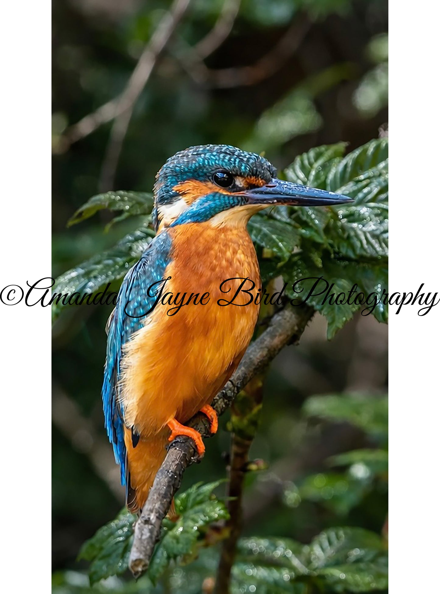 Kingfisher