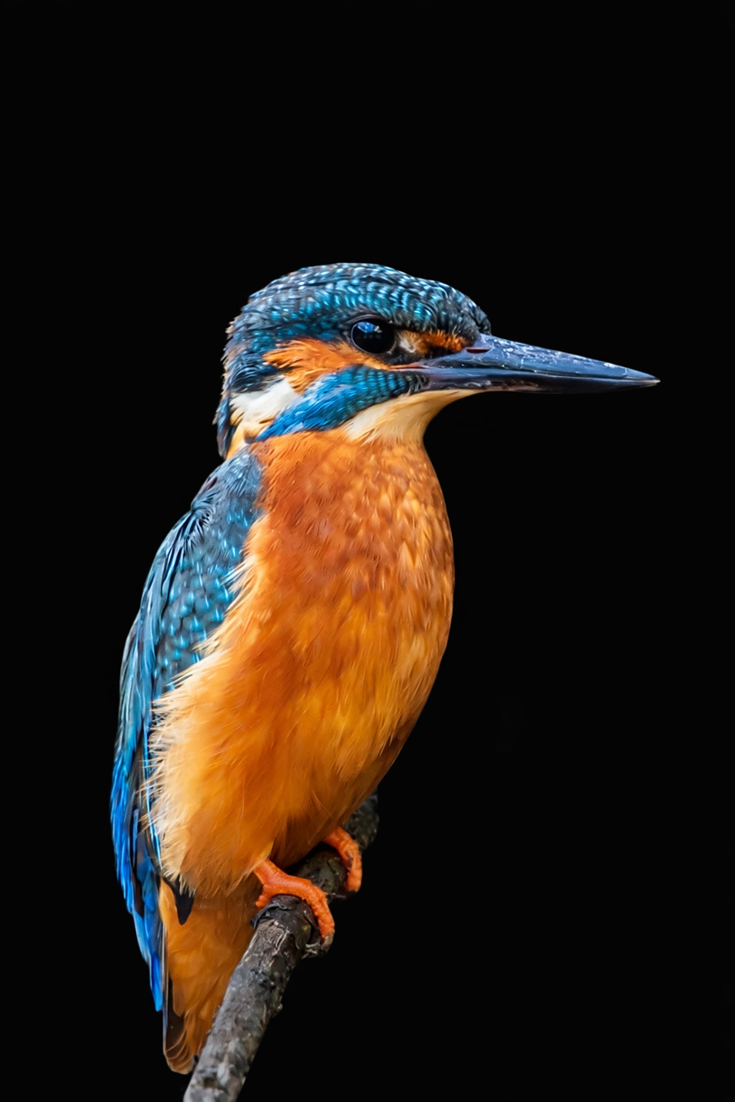 Kingfisher