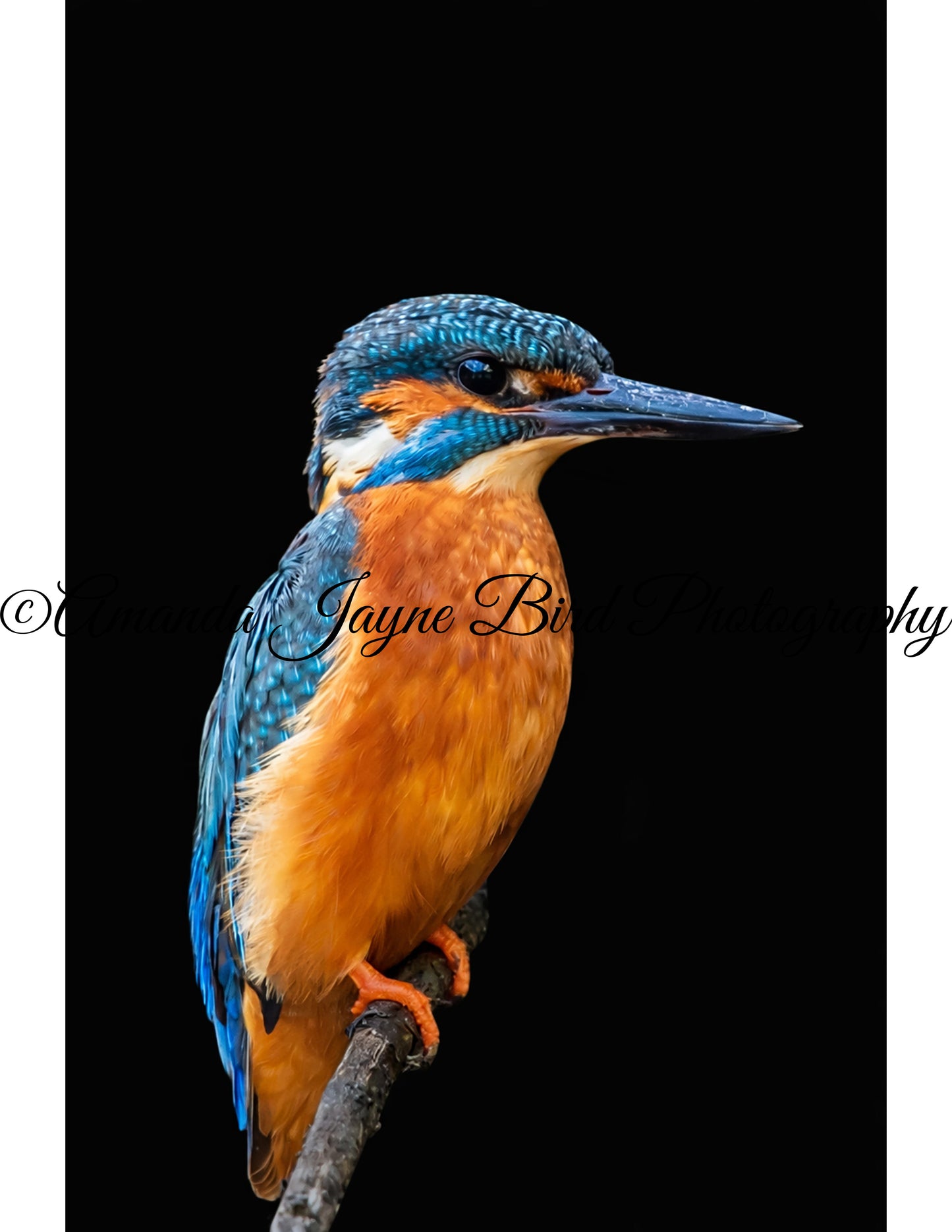 Kingfisher