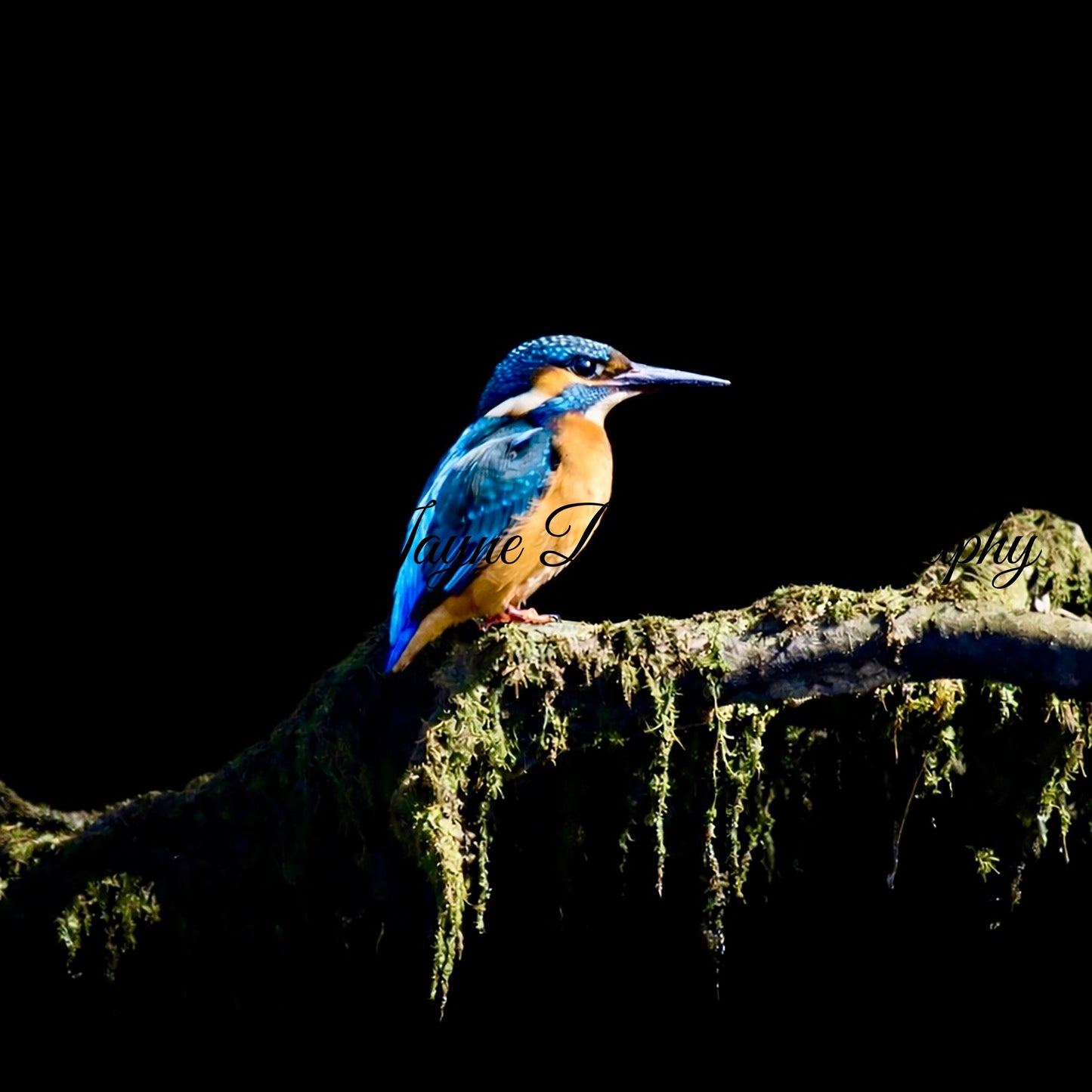 Kingfisher