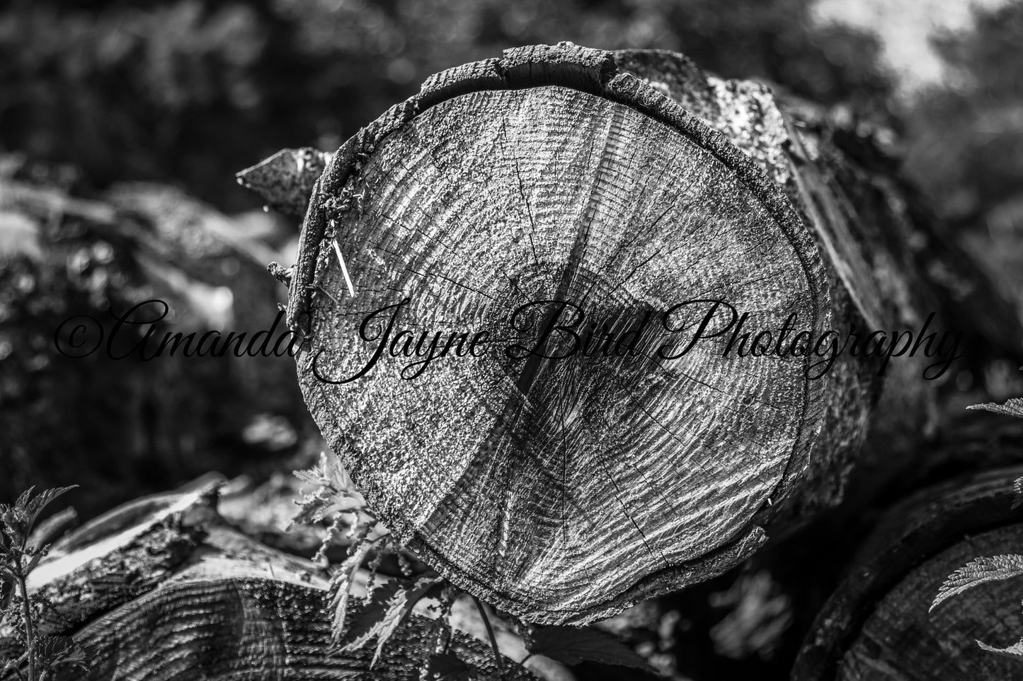 Log end (B&W)