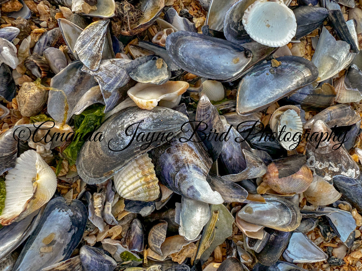 Mussell Shells