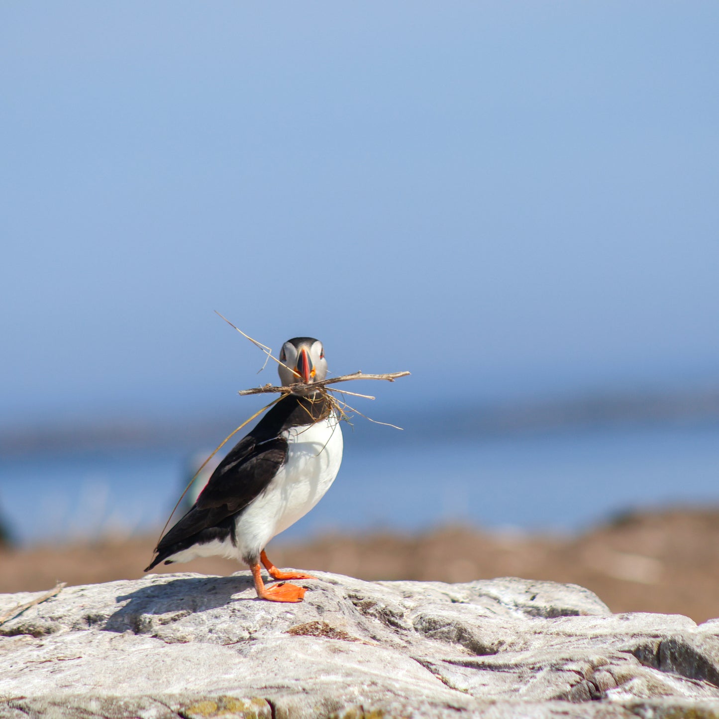 Nest in Show, Puffin, Farne Islands, Northumberland