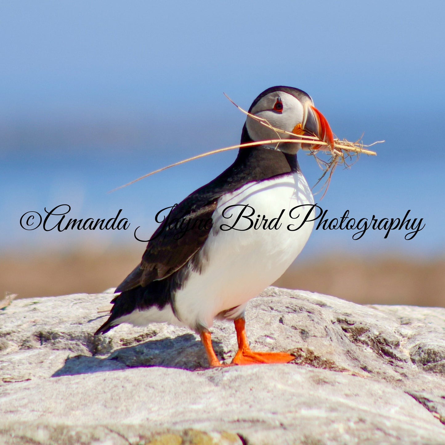 Nest in Show, take 2, Puffin, Farne Islands, Northumberland