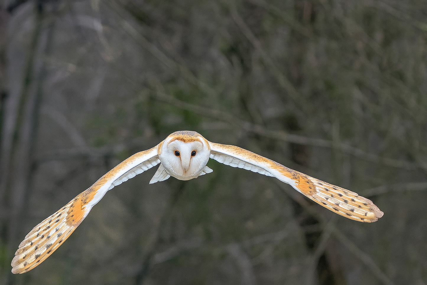 Barn Owl in Flight
