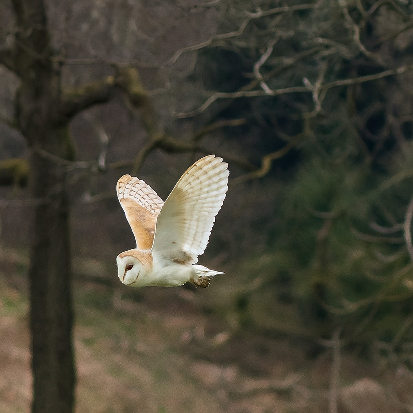 Barn Owl Fly By