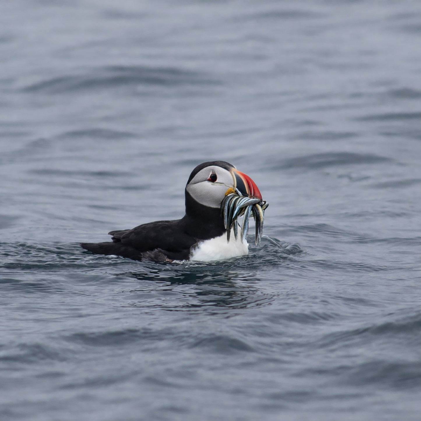 Puffin, Catch of the day!